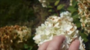 ПРОСТО КРАСАВИЦА!! ГОРТЕНЗИЯ МЭДЖИКАЛ МУНЛАЙТ