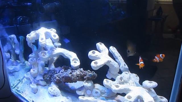 Рыбы для аквариума EASYmarine смотреть онлайн