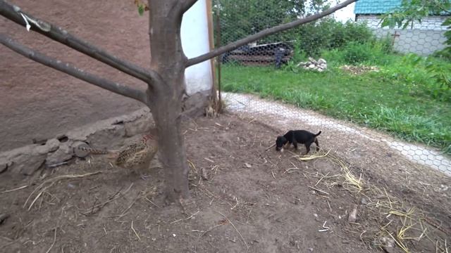 КОПЧЕНИЕ ТОЛСТОЛОБИКА ПРИТРАВКА ЯГДТЕРЬЕРА БОББИ В МЕСЯЦ НА ФАЗАНА