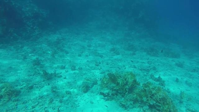 Красное море, экскурсионный дайвинг, 04.2019