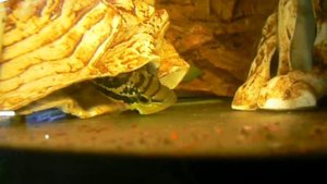 Цихлазома Сальвини с мальком в общем аквариуме