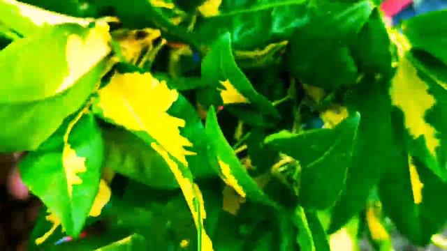 Croton Plant CareTips ll perennial plant croton ll смотреть онлайн