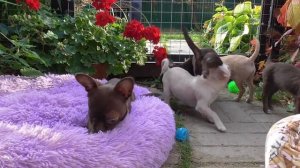 Шоколадные чихуахуа*** Щенки ЧИХУАХУА 3,5 месяца