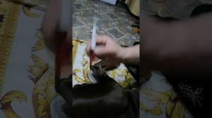 Как поставить укол собаке! Часть 2!