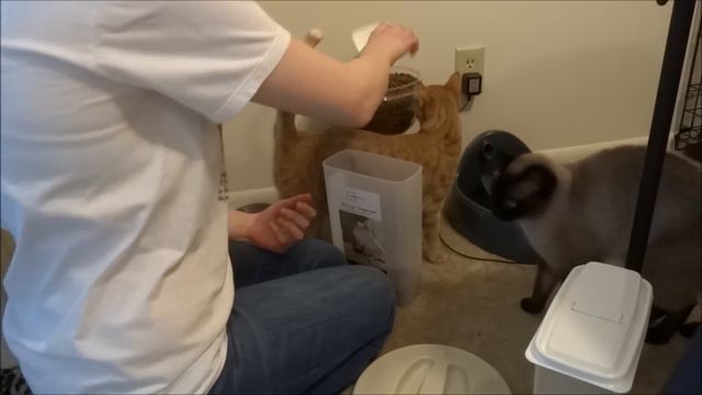 Automatic cat feeder (ended up a fail for me) смотреть онлайн