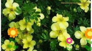 Лапчатка кустарниковая Элизабет. Краткий обзор, описание potentilla fruticosa Elizabeth