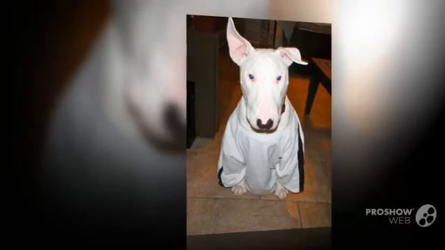 Бультерьер порода собак смотреть онлайн