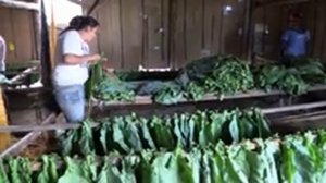 обработка табака после сбора урожая за рубежом (с переводом)