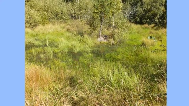 Буктрейлер "Синюшкин колодец" смотреть онлайн