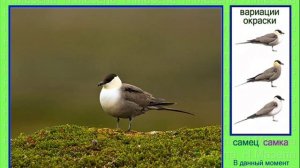 Поморник. Голоса птиц