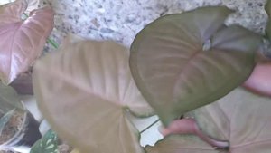 Сингониумы с розовыми листьями (продолжение).