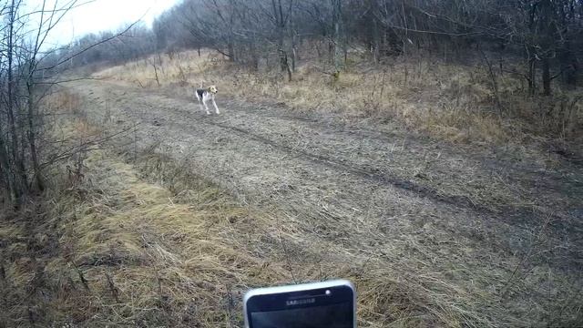Охота С Русской Пегой Гончей На Лису!!! смотреть онлайн