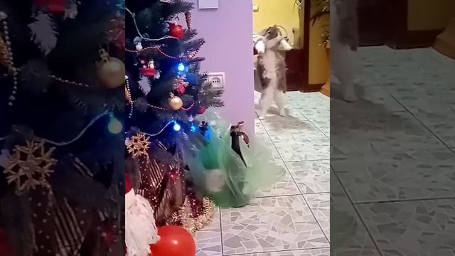 котята ребята