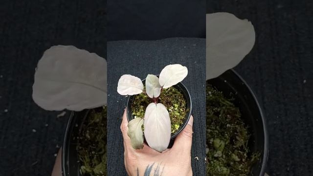 Homalomena sp Lingga (pink velvet) смотреть онлайн