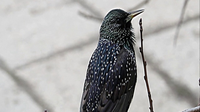 Пение птиц на рассвете смотреть онлайн