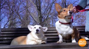 Пес, выше нос! Доброе утро. Фрагмент выпуска от 29.03.2023