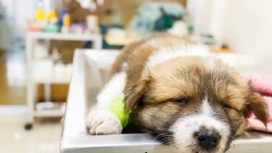 Собаку рвет желтой пеной с жидкостью: почему так происходит