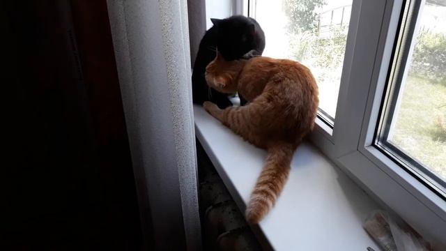 Кошка с двумя хвостами)). Дуохвост или совместные облизушки на окне. смотреть онлайн