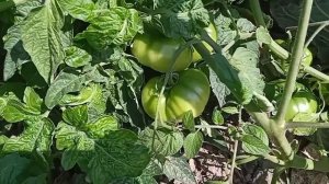 ТОМАТЫ ГНОМЫ: не такие уж они и маленькие. Обильный урожай при минимуме работы. Томаты для ленивых.