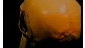 Урок анатомии. Скелет человека