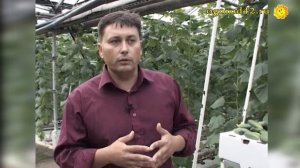 Проветривать огуречную теплицу надо! Почему?