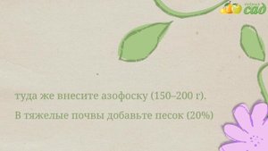Посадка ивы - как правильно посадить иву