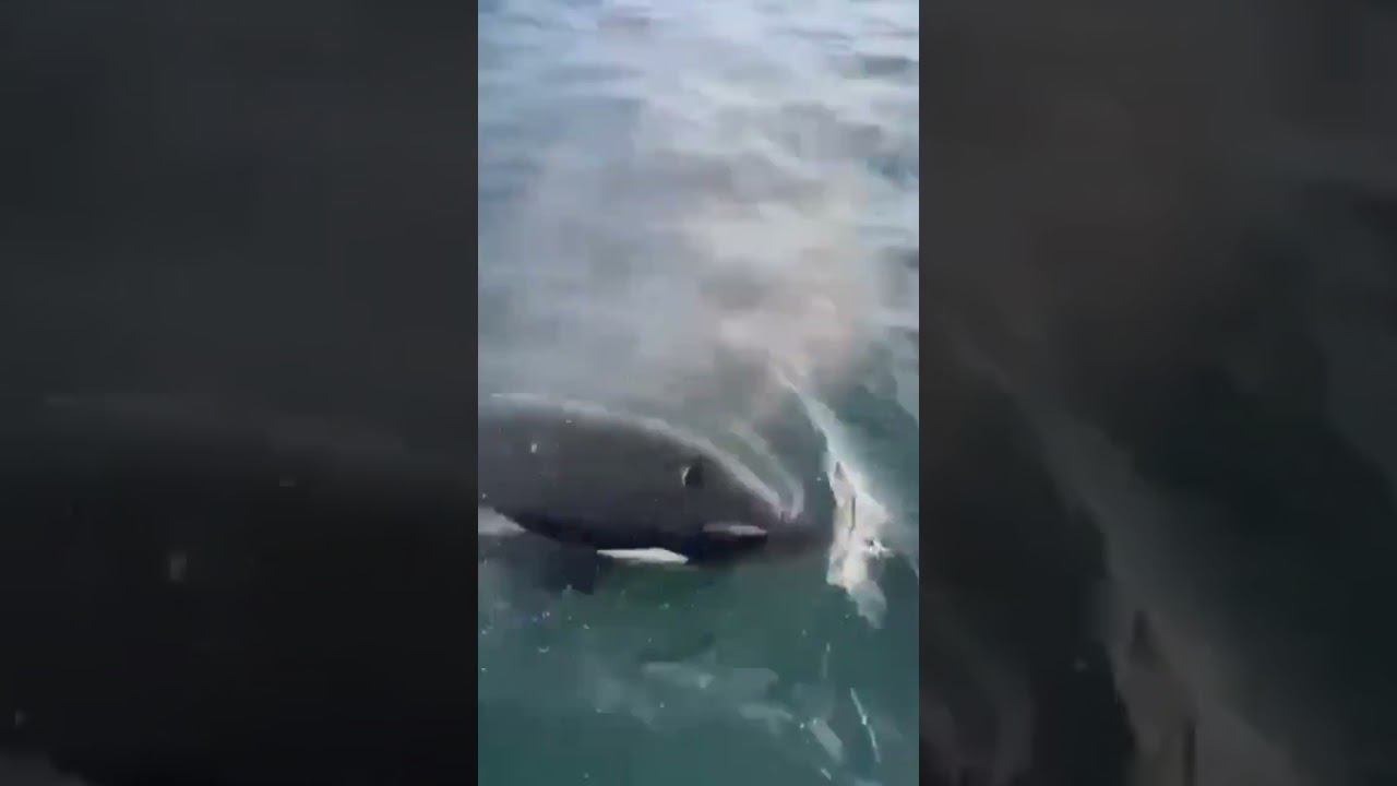 На Камчатке нерпа запрыгнула в лодку и спаслась от касаток. смотреть онлайн