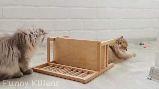 Котята золотые шиншиллы| возраст 4 месяца | Две сестры не хотят спать | Время играть