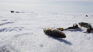 Байдарацкая губа залив Карского моря "На краю света"