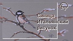 Синица. Итальянский рисунок