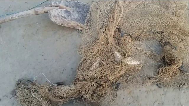 Осетровые после зимы. Внешний осмотр на наличие болезней. смотреть онлайн