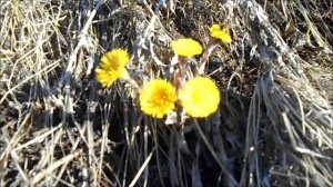 вода уходит, цветы цветут