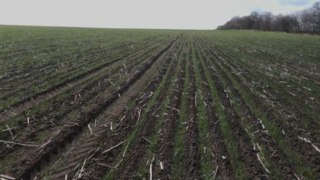 Спасаем слабую пшеницу! Просевы. Корка. Селитра. Закрытие влаги. смотреть онлайн