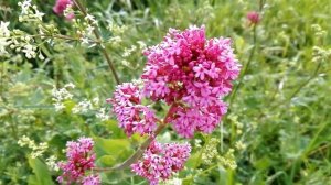 Centranthus ruber (Red-valerian)