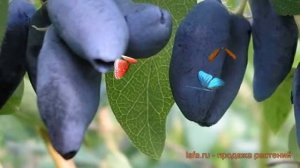 Жимолость съедобная Избранница ? обзор: как сажать, саженцы жимолости Избранница