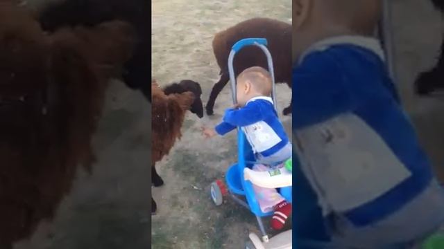 ???Год барана так отмечал крошка ??? смотреть онлайн