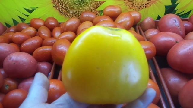 ТОМАТ ЗОЛОТЫЕ КУПОЛА - КРУПНЫЙ, КРАСИВЫЙ, ВКУСНЫЙ! ОБЗОР СОРТА. Ольга Чернова.