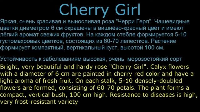 #Розы #флорибунда1 #Цветы для сада и бизнеса от Ольги Шевчук смотреть онлайн