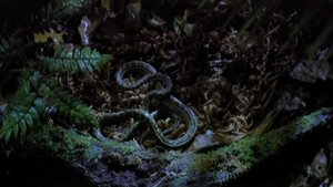 Жизнь тропического леса - 1