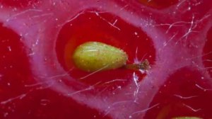 Эти Плоды Раньше Выглядели Совсем Иначе