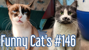 Смешные коты #146