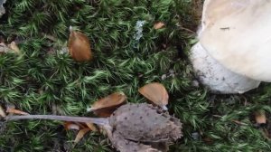 Особенности осеннего роста боровика в Крыму)