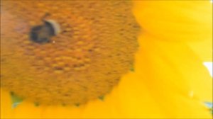 Интересные факты о шмелях