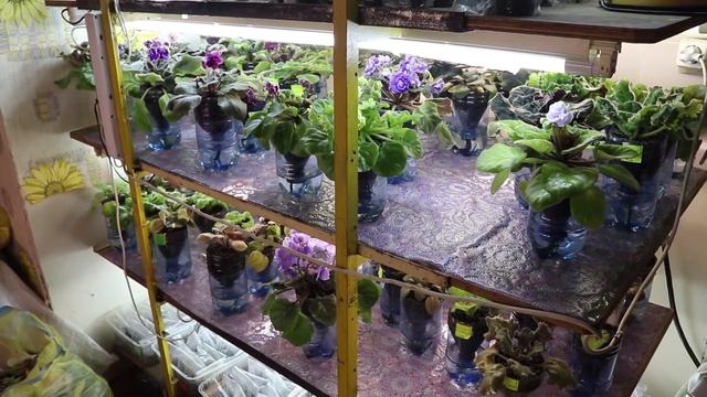 Избыточное освещение для фиалок. Разрушение хлорофилла смотреть онлайн