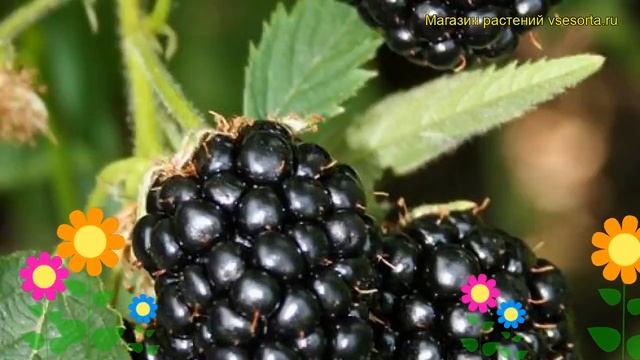Ежевика кустистая Хелен. Краткий обзор, описание характеристик rubus fruticosus Helen