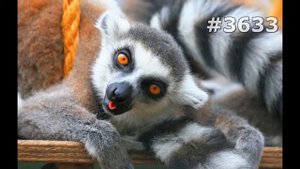 #3633. Лемуры (В мире животных)