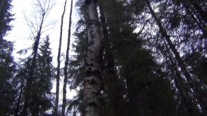 Как развести костер в сыром лесу. Выживание и Bushcraft. Bonfire