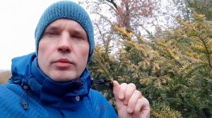 Можно ли есть ягоды тиса ягодного? Смертельное растение Европы.