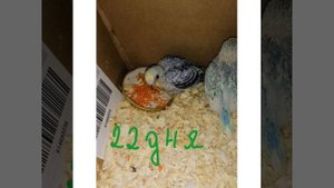 Как растут птенцы волнистых попугаев.