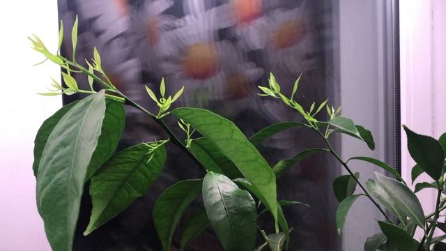 Рост мандарина зимой. Такое бывает. смотреть онлайн